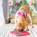 LM SLOMO RED FOR DOG - Imagen 3