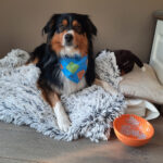 LM WOBBLE ORANGE FOR DOG - Imagen 5