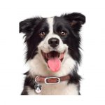 MY FAMILY BORDER COLLIE - Imagen 3