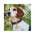 MY FAMILY BEAGLE - Imagen 3