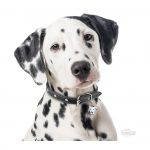 MY FAMILY DALMATIAN - Imagen 3