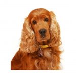 MY FAMILY GOLDEN COCKER SPANIEL - Imagen 3