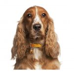 MY FAMILY ORANGE AND WHITE ENGLISH COCKER - Imagen 3