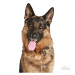 MY FAMILY GERMAN SHEPERD - Imagen 3