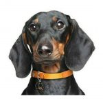 MY FAMILY BLACK & TAN DACHSHUND - Imagen 3