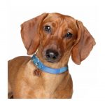 MY FAMILY FAWN DACHSUND - Imagen 3