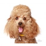 MY FAMILY APRICOT POODLE - Imagen 3
