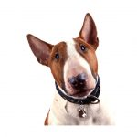 MY FAMILY WHITE AND BROWN BULL TERRIER - Imagen 3
