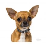 MY FAMILY CHOCOLATE CHIHUAHUA - Imagen 3