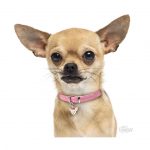 CREAM CHIHUAHUA - Imagen 3