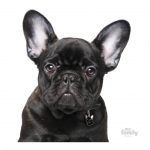 MY FAMILY BLACK FRENCH BULLDOG - Imagen 3