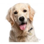 MY FAMILY GOLDEN RETRIEVER - Imagen 3