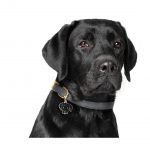 MY FAMILY BLACK LABRADOR - Imagen 3