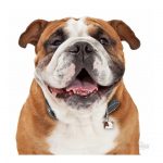 MY FAMILY ENGLISH BULLDOG - Imagen 3