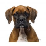 MY FAMILY FAWN BOXER - Imagen 3