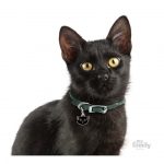 MY FAMILY BLACK EUROPEAN SHORTHAIR - Imagen 3