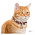 MY FAMILY RED EUROPEAN SHORTHAIR - Imagen 3