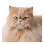 MY FAMILY RED PERSIAN - Imagen 3