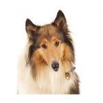 MY FAMILY COLLIE - Imagen 3