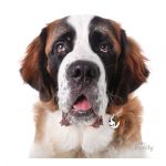 MY FAMILY SAINT BERNARD - Imagen 3