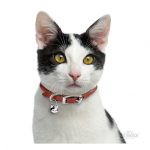 MY FAMILY WHITE AND BLACK EUROPEAN SHORTHAIR - Imagen 3