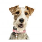 FOX TERRIER - Imagen 3