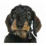 MY FAMILY BLACK AND TAN WIRE-HAIRED DACHSHUND - Imagen 3