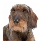 MY FAMILY FAWN WIRE-HAIRED DACHSHUND - Imagen 3