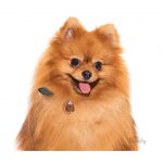 MY FAMILY POMERANIAN - Imagen 3