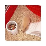 FP JAULA PARA HAMSTER CONEY ISLAND / 50x35x25h cm - Imagen 3