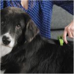 FURminator SHORT HAIR deShedding Tools FOR DOG, SM - Imagen 5