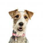 MY FAMILY FOX TERRIER - Imagen 3
