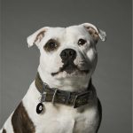 MF COLLAR LONDON, VERDE/NEGRO, 30/42-2,2 cm / MD - Imagen 4