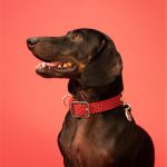 MF COLLAR TUCSON, CUERO ROJO, 37/50-2,8 cm / LG - Imagen 4