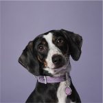 MF COLLAR SAINT TROPEZ, LILA, 25-1,2 / XS - Imagen 4