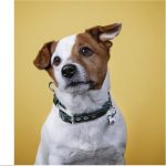 MF COLLAR MILANO, NYLON VERDE, 27/35-1,6 cm / SM - Imagen 4