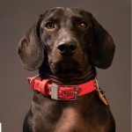 MF COLLAR MILANO, NYLON ROJO, 27/35-1,6 cm / SM - Imagen 4