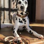 MF COLLAR EL PASO, CUERO CAFE, 35/45-2,2 cm / MD - Imagen 4