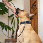 MF COLLAR TUCSON, CUERO AZUL, 44/60-3,4 cm / XL - Imagen 4