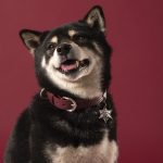 MF COLLAR MONZA, CUERO ROJO, 35/45-2,2 cm / MD - Imagen 4