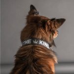 MF COLLAR ROYAL THE KING, GRIS Y NEGRO, 42/55-2,8 cm / LG - Imagen 5