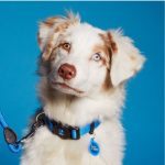 MF MEMOPET COLLAR NYLON AZUL, 26/37-1,6 cm / SM - Imagen 3