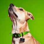 MF MEMOPET COLLAR NYLON VERDE, 35/53-2,2 cm / MD - Imagen 3