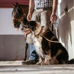 MF CORREA EL PASO, CUERO CAFE, 180 cm - Imagen 3