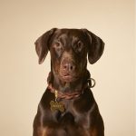 MF CORREA ASCOT, CUERO TRENZADO CAFE, 180 cm - Imagen 3