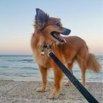 MF CORREA TUCSON, CUERO AZUL, 180 cm - Imagen 3