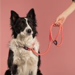 MF MEMOPET CORREA ANTI-TIRONES ROSADO, MD - Imagen 4